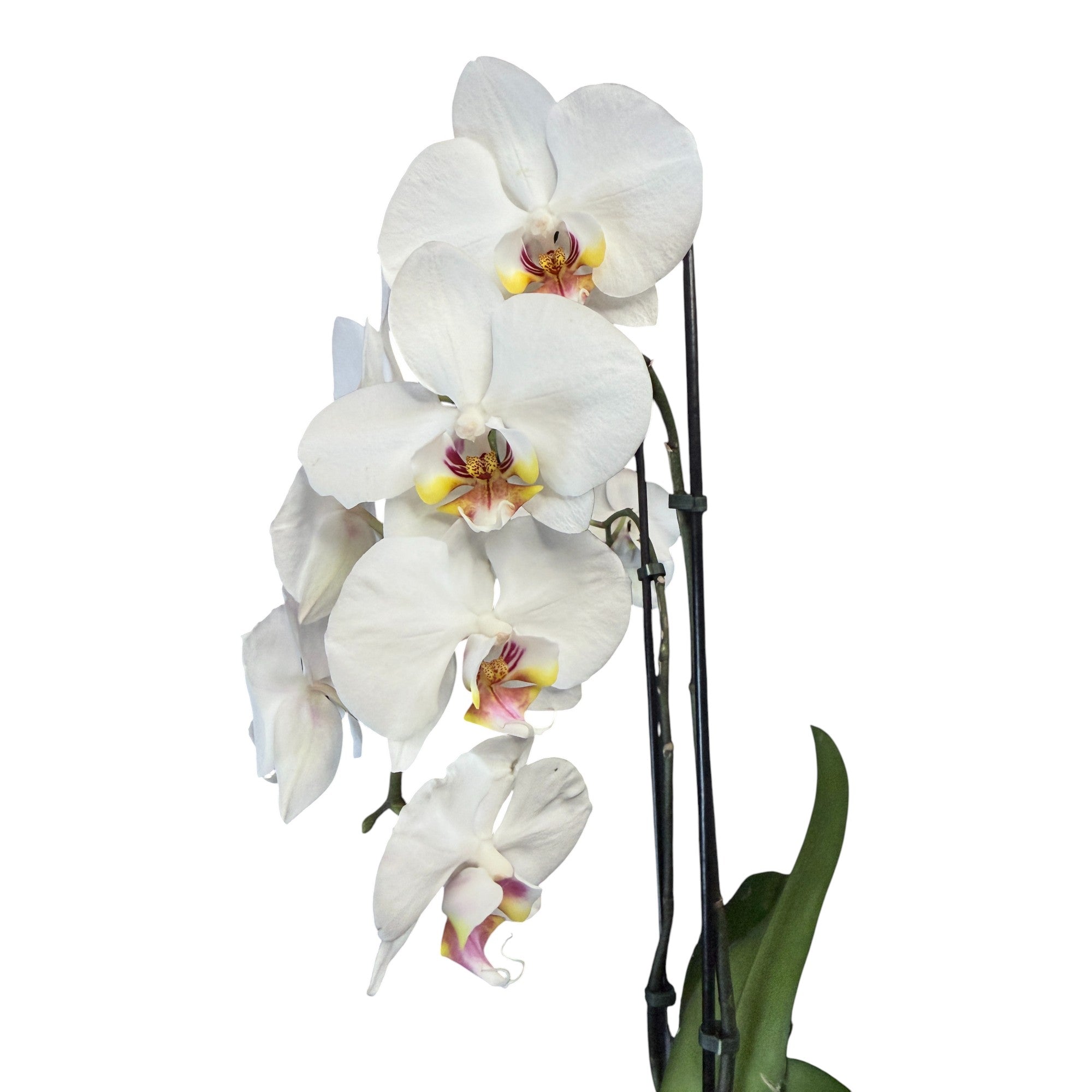 Live Fresh Orchids