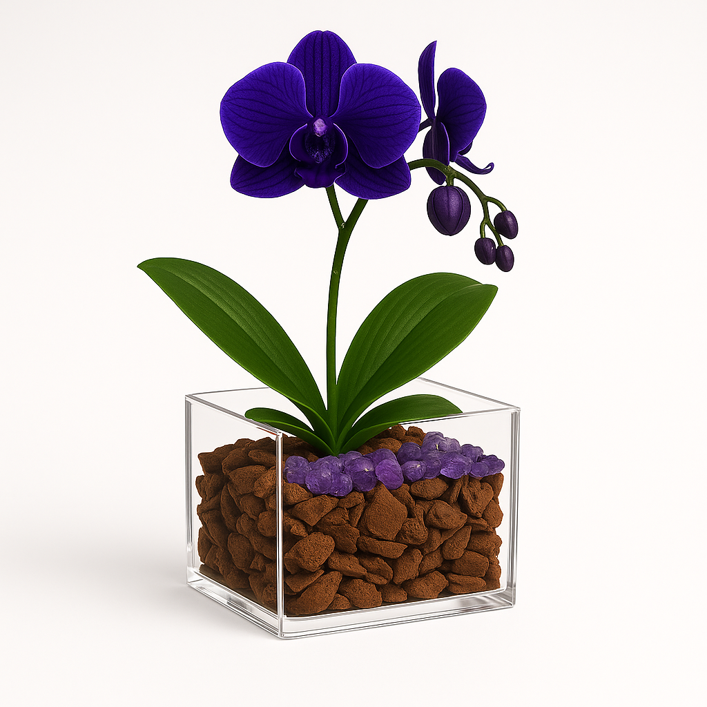 Mystic Vision - Third Eye Chakra Mini Orchid Garden