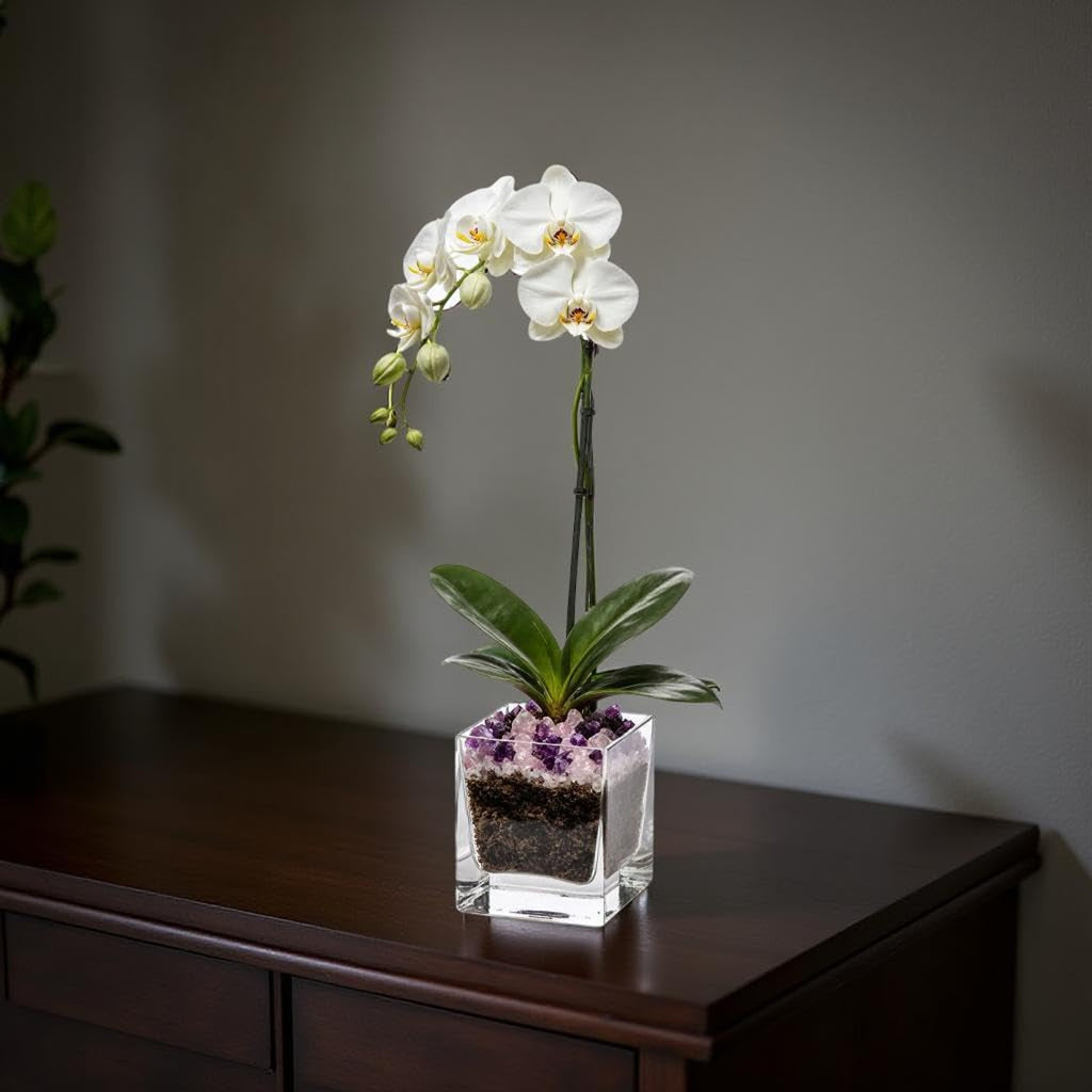 Live Phalaenopsis Orchid Plant - Premium Single Stem with Crystal Accent - Easy Care Indoor Houseplant -Birthday Gift