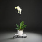 Live White Phalaenopsis Orchid Plant - Premium Indoor Flowering Orchid - Easy Care Home Decor Houseplant Gift - Birthday Present