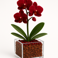 Grounded Harmony - Root Chakra Mini Orchid Garden