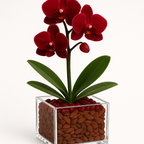 Grounded Harmony - Root Chakra Mini Orchid Garden