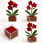 Grounded Harmony - Root Chakra Mini Orchid Garden