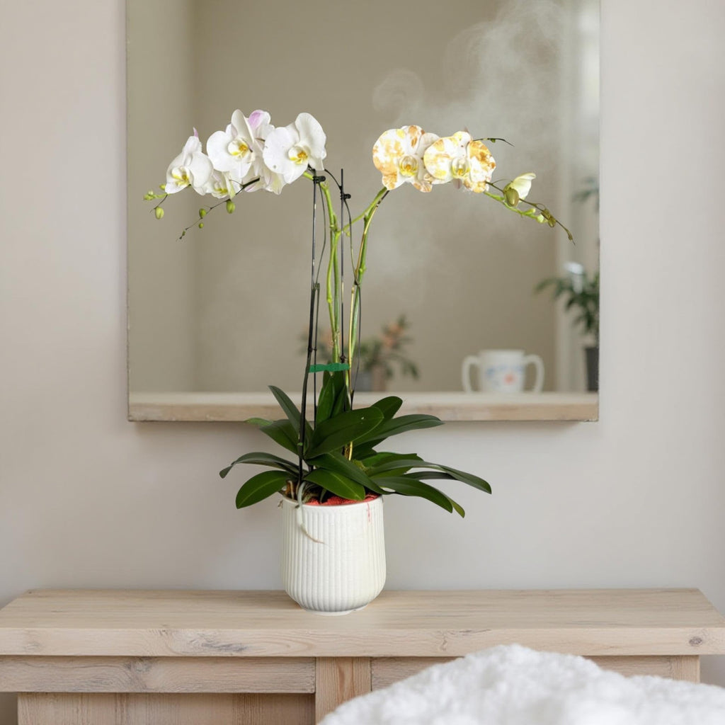 Live Triple White Phalaenopsis Orchid with Gold Accents – Indoor Flower in 7" Plastic Round Pot – Elegant Home Décor