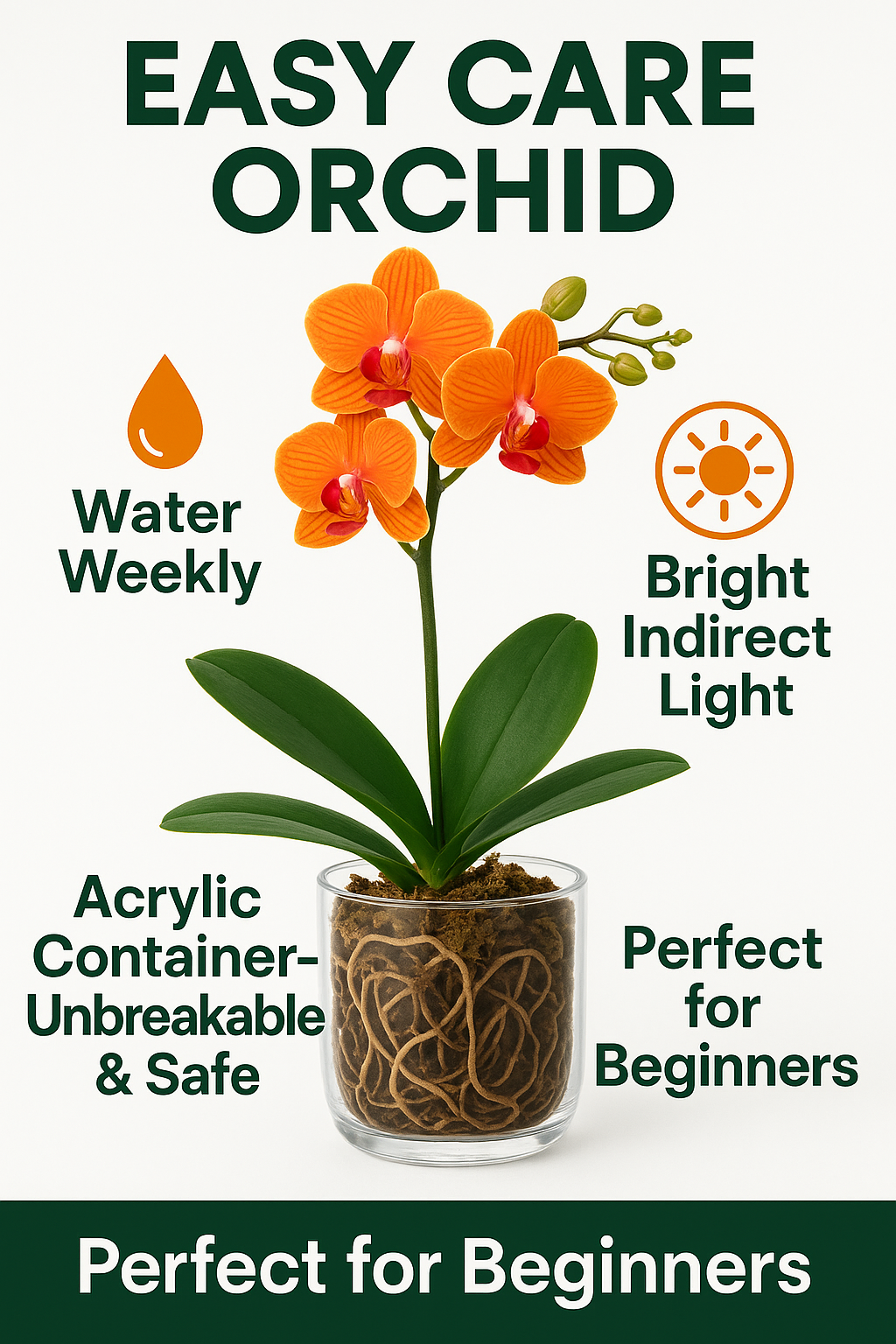 Creative Flow - Sacral Chakra Mini Orchid Garden