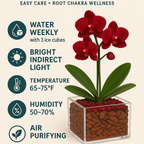 Grounded Harmony - Root Chakra Mini Orchid Garden