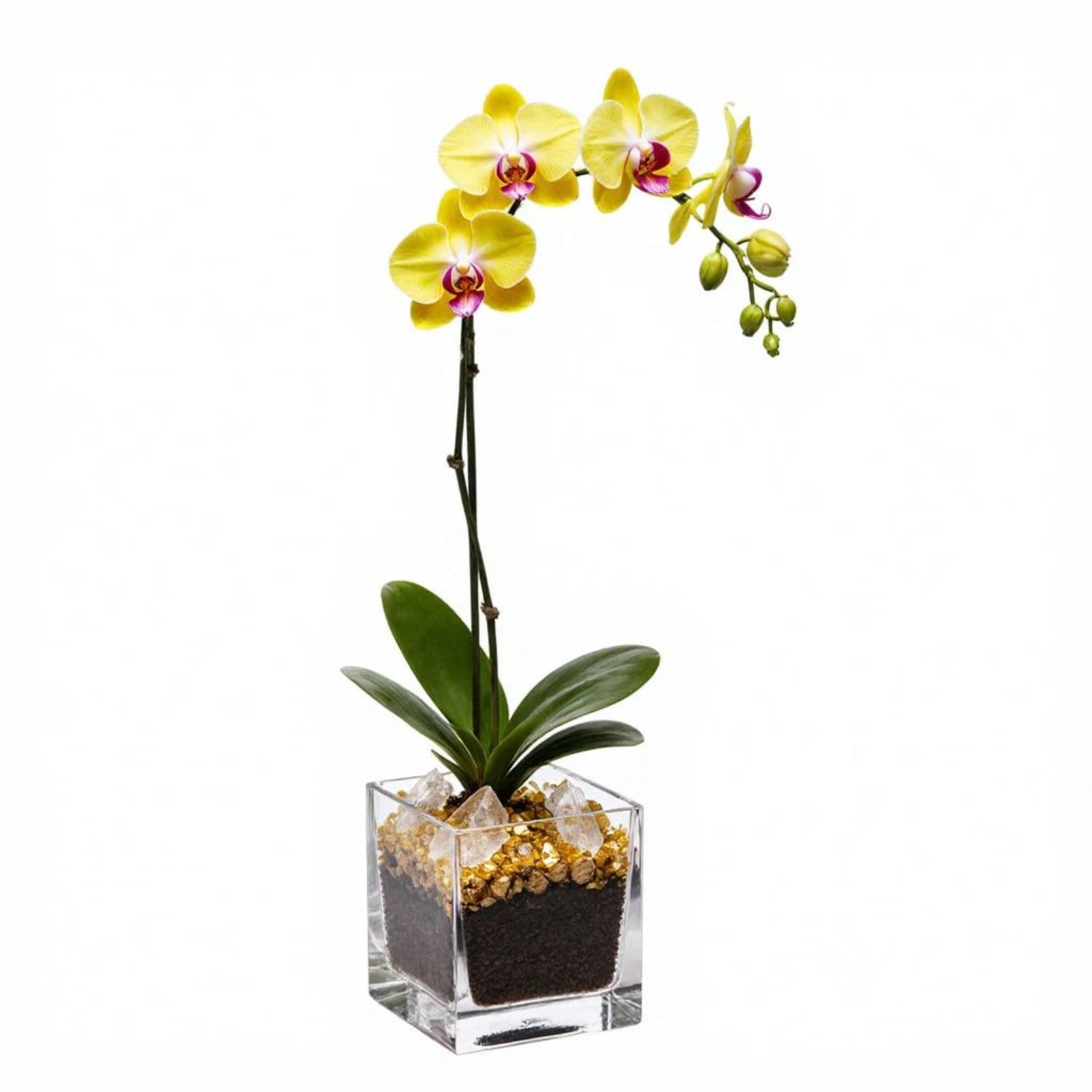 Live Phalaenopsis Orchid Plant - Premium Single Stem with Crystal Accent - Easy Care Indoor Houseplant -Birthday Gift