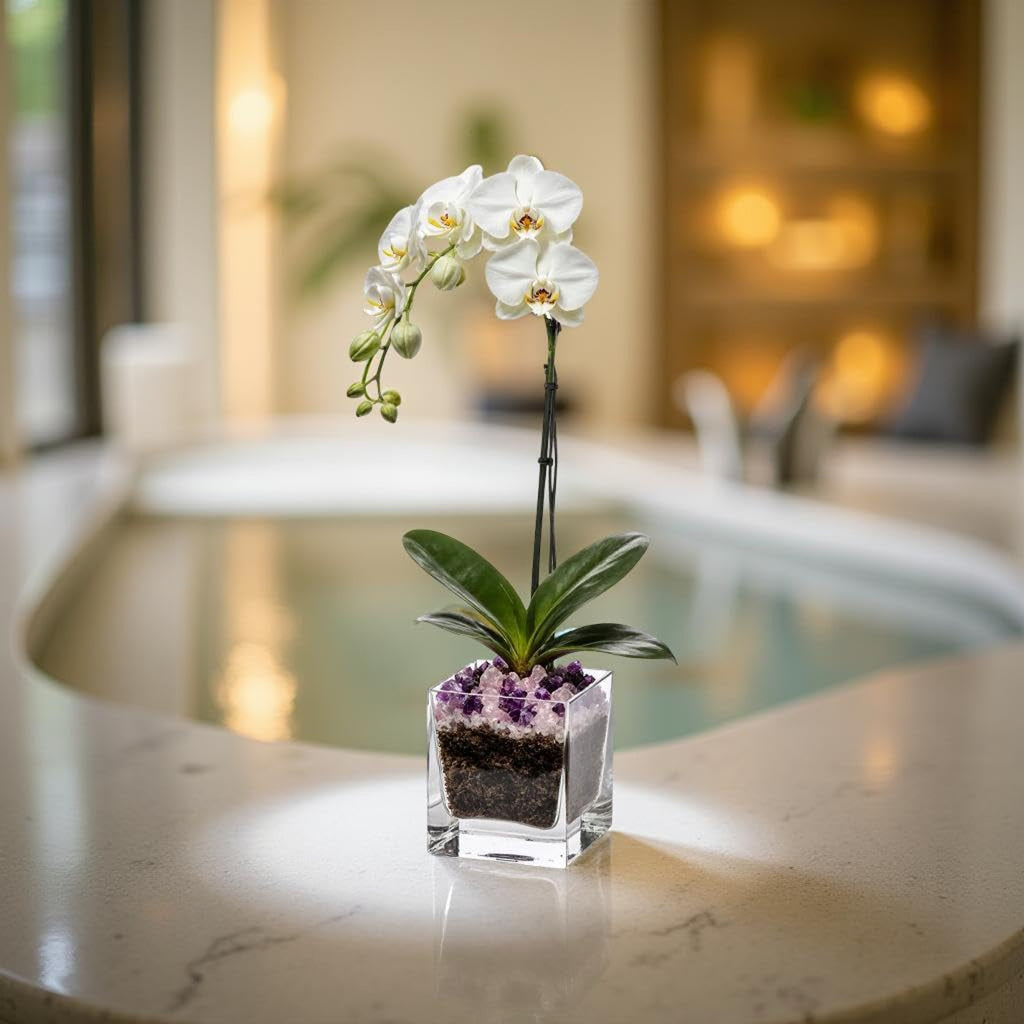 Live Phalaenopsis Orchid Plant - Premium Single Stem with Crystal Accent - Easy Care Indoor Houseplant -Birthday Gift