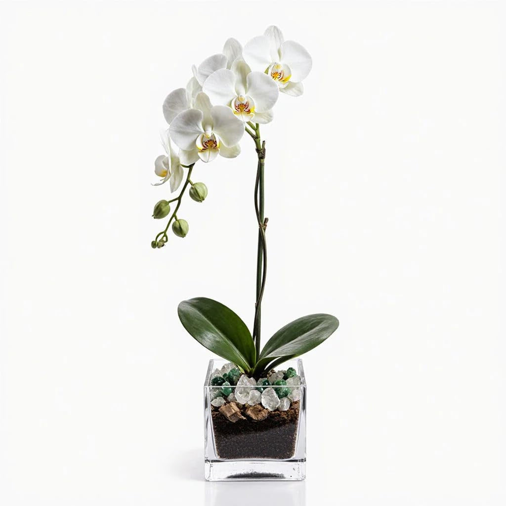Live Phalaenopsis Orchid Plant - Premium Single Stem with Crystal Accent - Easy Care Indoor Houseplant -Birthday Gift