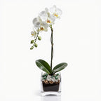 Live Phalaenopsis Orchid Plant - Premium Single Stem with Crystal Accent - Easy Care Indoor Houseplant -Birthday Gift