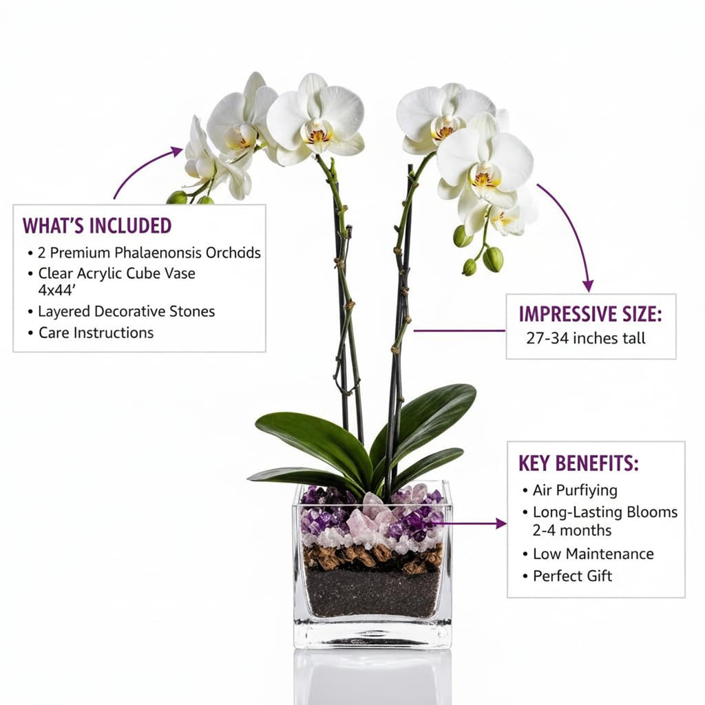 Live Double Stem Phalaenopsis Orchid Plant - Premium Indoor Flowering Plant with Crystal Accents, Easy Care Houseplant for Home Office Decor