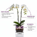 Live Double Stem Phalaenopsis Orchid Plant - Premium Indoor Flowering Plant with Crystal Accents, Easy Care Houseplant for Home Office Decor