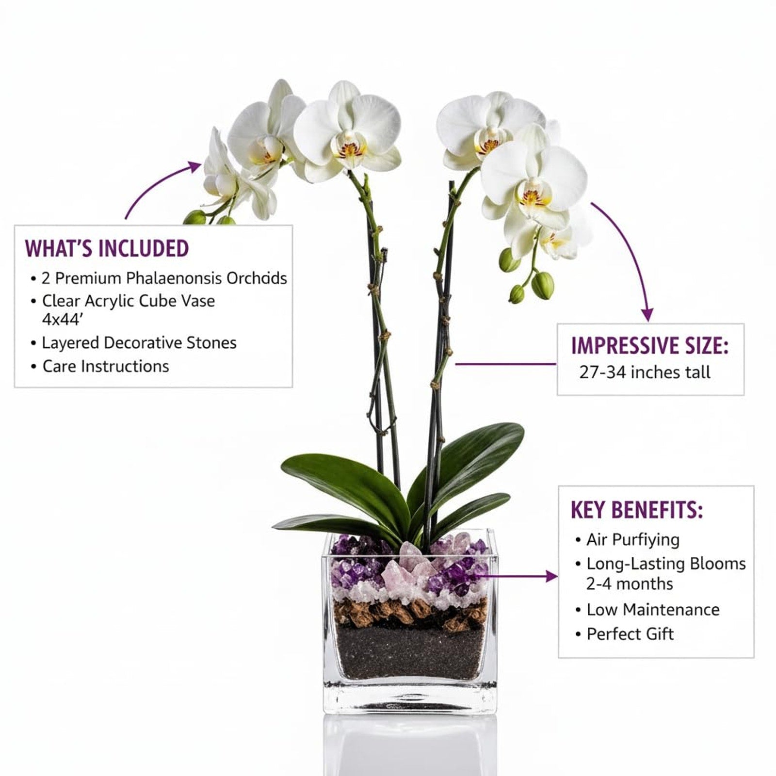 Live Double Stem Phalaenopsis Orchid Plant - Premium Indoor Flowering Plant with Crystal Accents, Easy Care Houseplant for Home Office Decor
