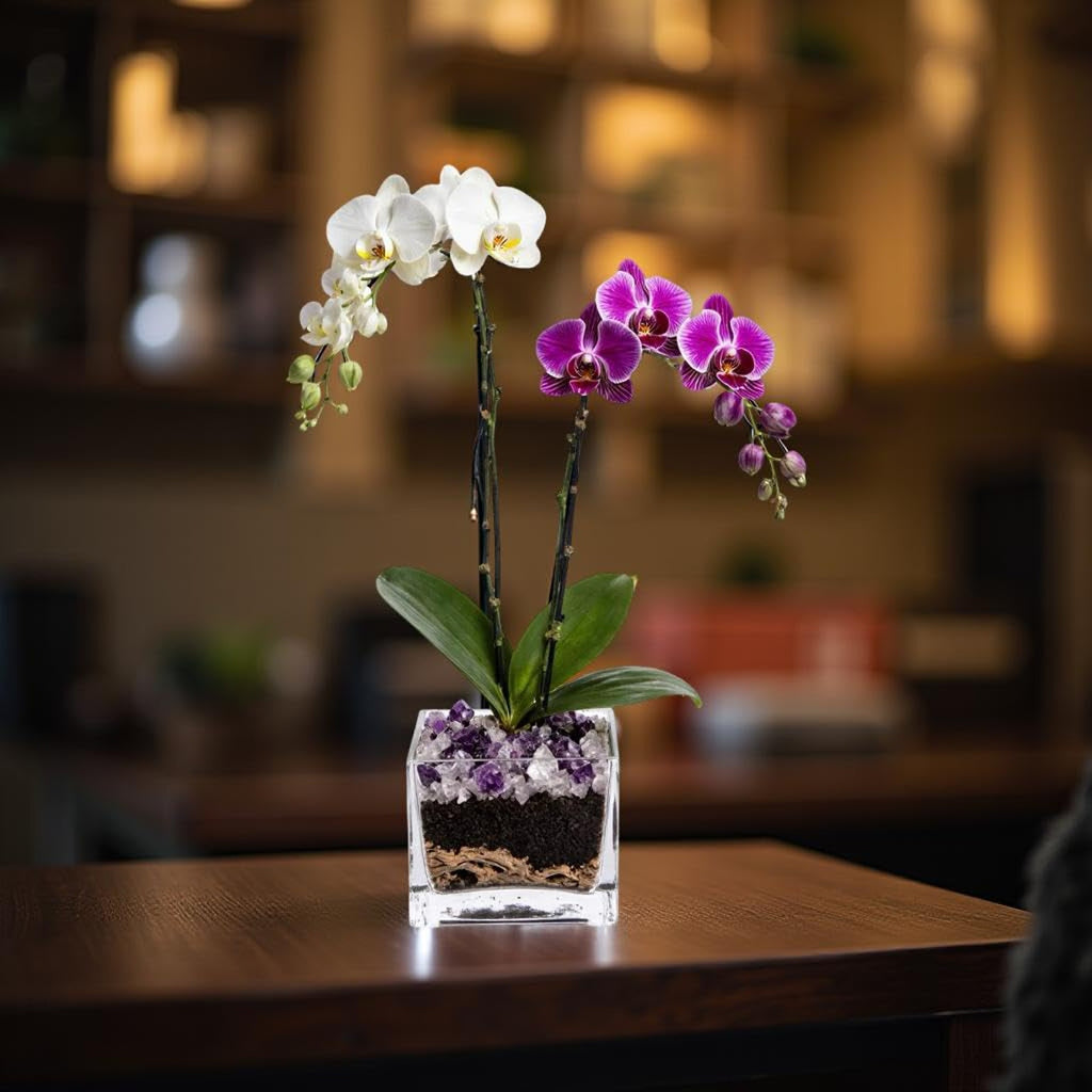 Live Double Stem Phalaenopsis Orchid Plant - Premium Indoor Flowering Plant with Crystal Accents, Easy Care Houseplant for Home Office Decor