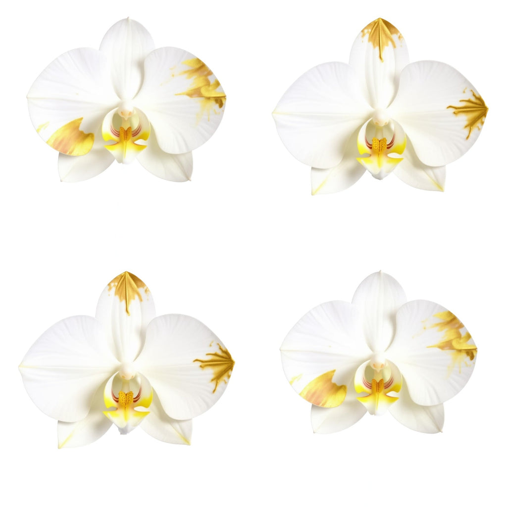 Live Triple White Phalaenopsis Orchid with Gold Accents – Indoor Flower in 7" Plastic Round Pot – Elegant Home Décor