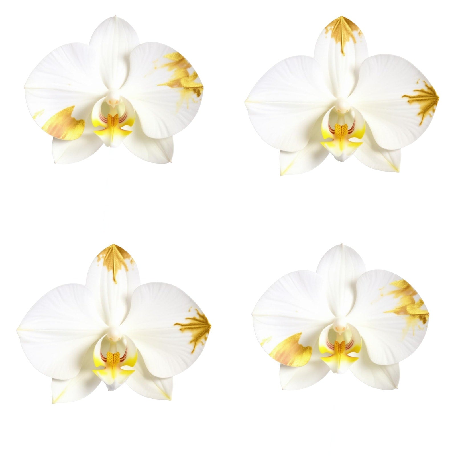 Live Triple White Phalaenopsis Orchid with Gold Accents – Indoor Flower in 7" Plastic Round Pot – Elegant Home Décor