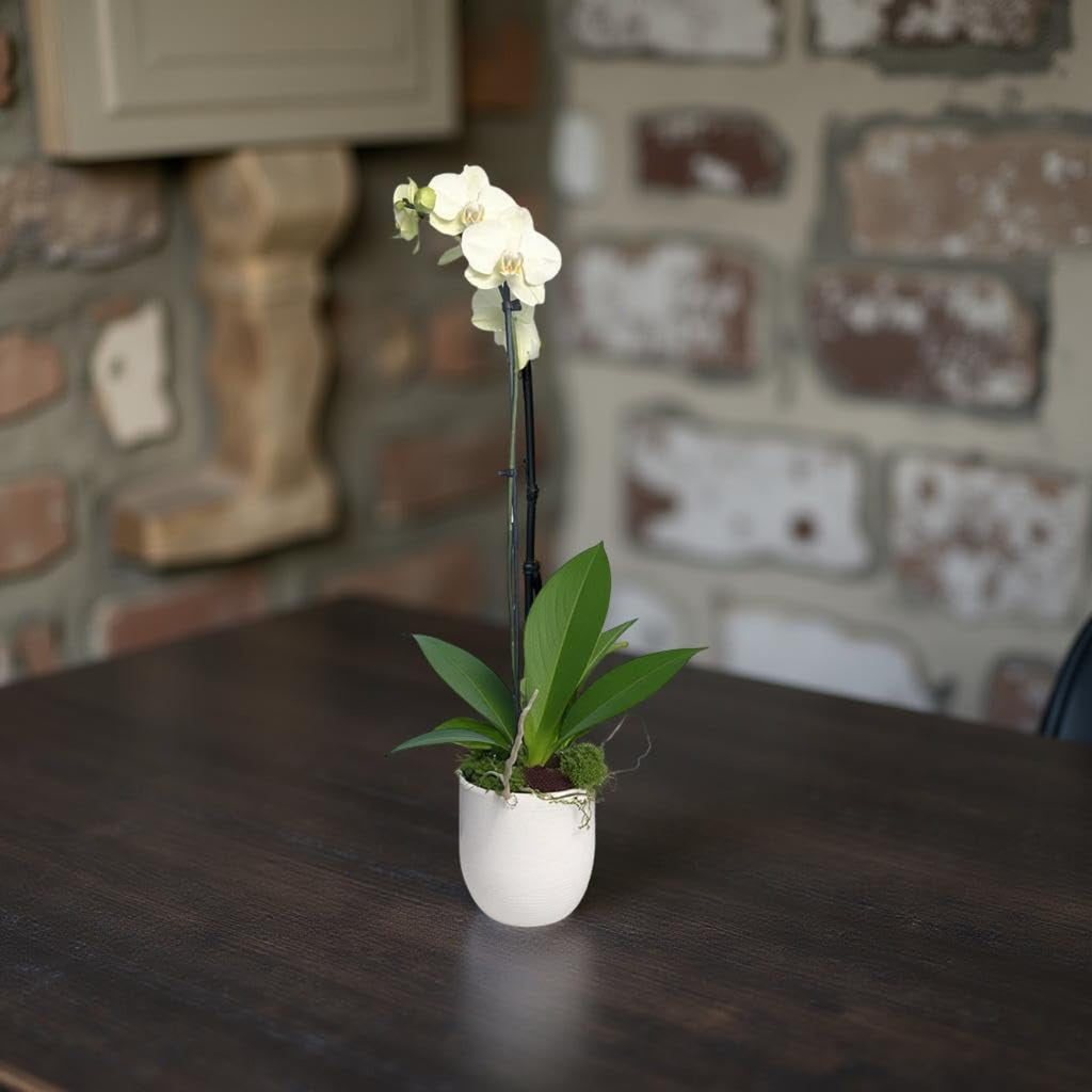 Live White Phalaenopsis Orchid Plant - Premium Indoor Flowering Orchid - Easy Care Home Decor Houseplant Gift - Birthday Present