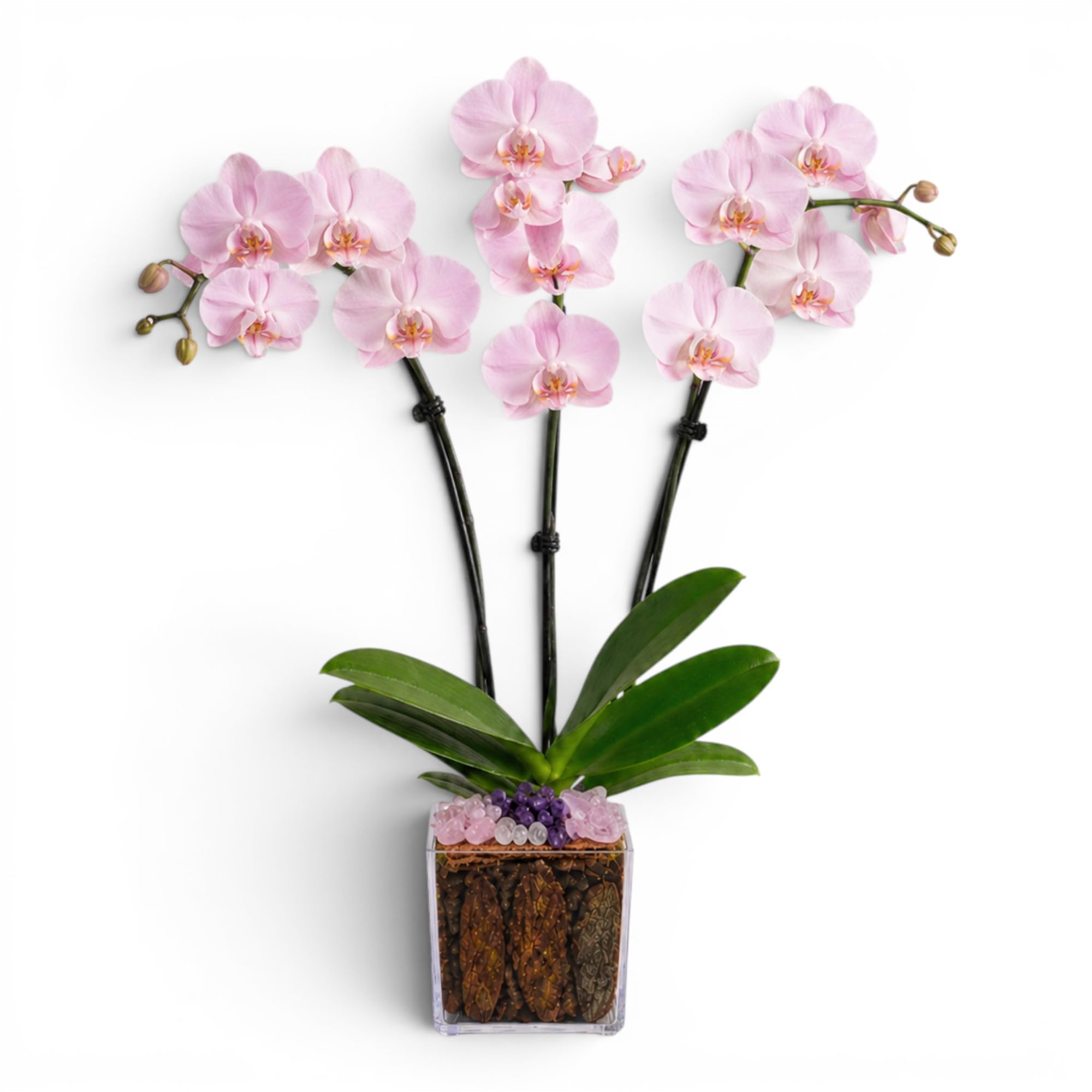 Not a Grocery Store Orchid Live Phalaenopsis Arrangement, Mother’s Day Gift with Rose Quartz, Clear Quartz & Amethyst, White or Pink Blooms, Double or Triple Stem