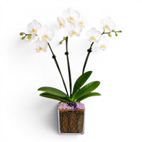 Not a Grocery Store Orchid Live Phalaenopsis Arrangement, Mother’s Day Gift with Rose Quartz, Clear Quartz & Amethyst, White or Pink Blooms, Double or Triple Stem