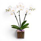 Not a Grocery Store Orchid Live Phalaenopsis Arrangement, Mother’s Day Gift with Rose Quartz, Clear Quartz & Amethyst, White or Pink Blooms, Double or Triple Stem