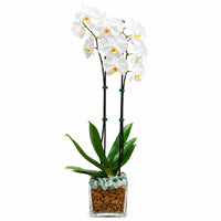 Live Phalaenopsis Orchid Plant – Double Stem 24-26 Inch Tall Flowering Orchid – Indoor Potted Orchid in Clear Planter – Genuine Crystal Accent – White with Green Aventurine and Clear Quartz