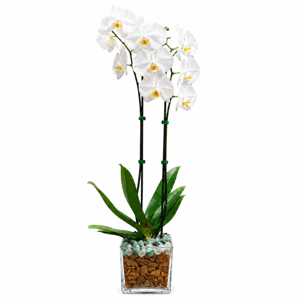 Live Phalaenopsis Orchid Plant – Double Stem 24-26 Inch Tall Flowering Orchid – Indoor Potted Orchid in Clear Planter – Genuine Crystal Accent – White with Green Aventurine and Clear Quartz