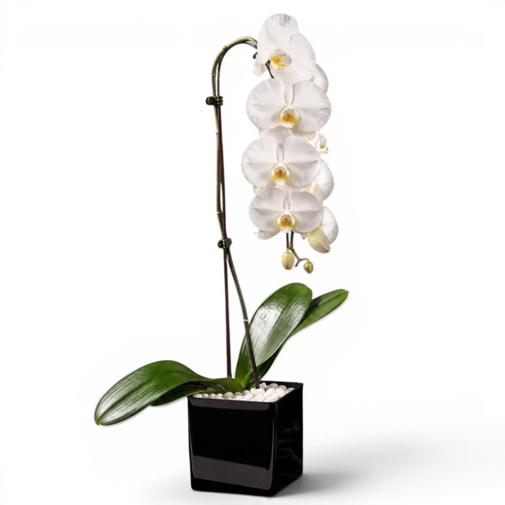 Live White Swan Orchid Plant in Black Acrylic Cube, Natural Raw Howlite Crystal Accent Stones, Modern Luxury Orchid Flowering Plant for Home, Office, Gifts