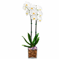 Live Phalaenopsis Orchid Plant – Double Stem 24-26 Inch Tall Flowering Orchid – Indoor Potted Orchid in Clear Planter – Genuine Crystal Accent – White with Amethyst