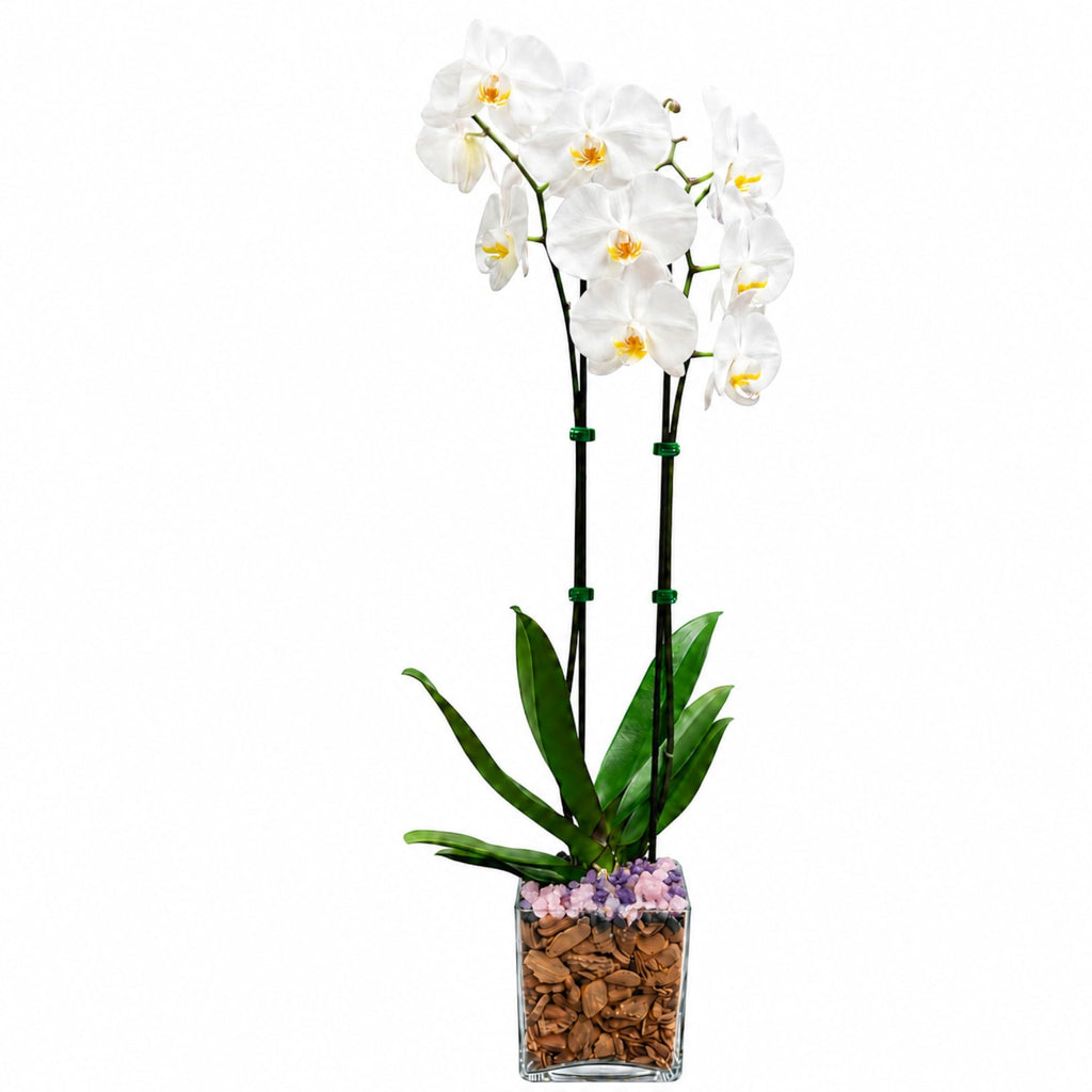 Live Phalaenopsis Orchid Plant – Double Stem 24-26 Inch Tall Flowering Orchid – Indoor Potted Orchid in Clear Planter – Genuine Crystal Accent – White with Amethyst