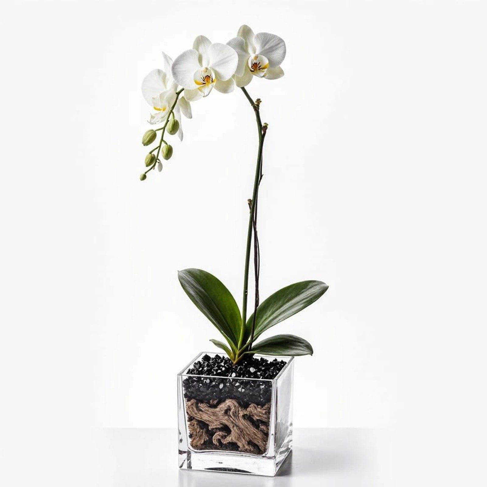 Live Phalaenopsis Orchid Plant - Premium Single Stem with Crystal Accent - Easy Care Indoor Houseplant -Birthday Gift