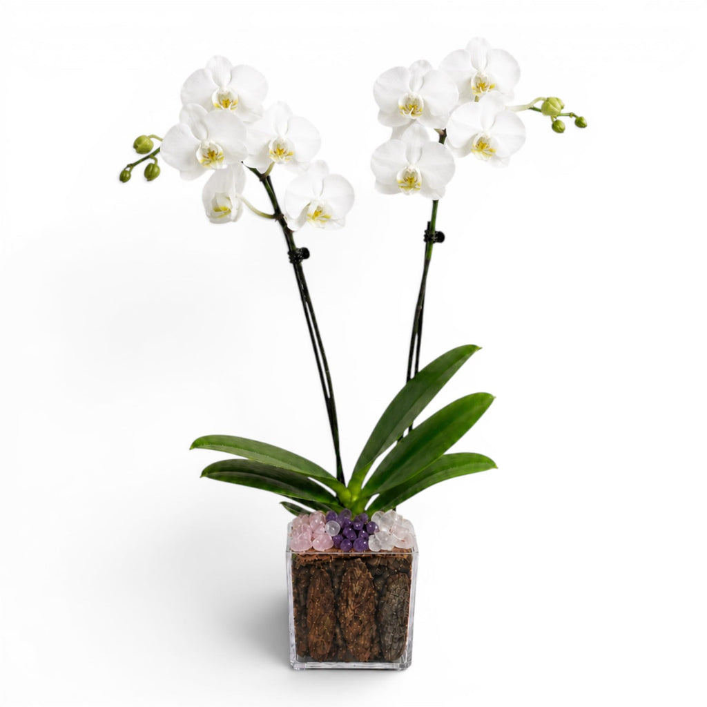 Not a Grocery Store Orchid Live Phalaenopsis Arrangement, Mother’s Day Gift with Rose Quartz, Clear Quartz & Amethyst, White or Pink Blooms, Double or Triple Stem