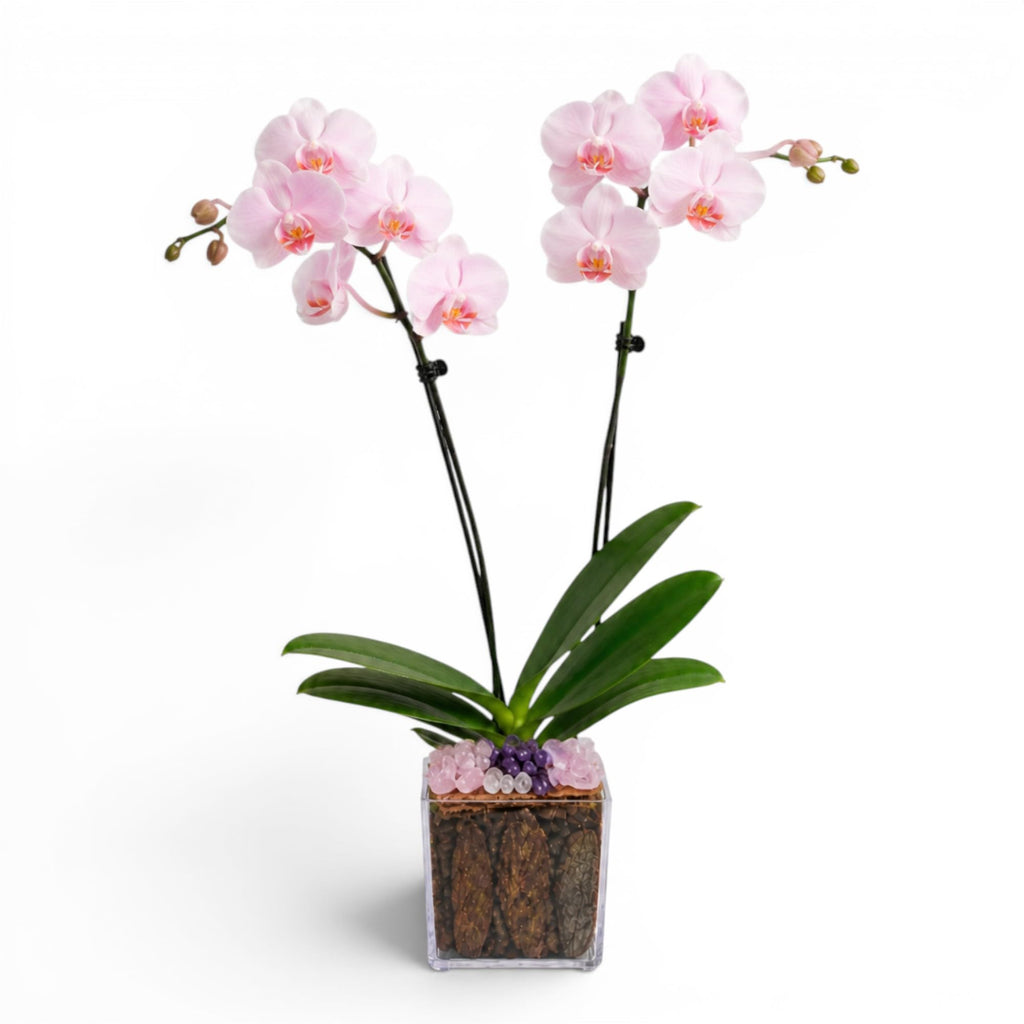 Not a Grocery Store Orchid Live Phalaenopsis Arrangement, Mother’s Day Gift with Rose Quartz, Clear Quartz & Amethyst, White or Pink Blooms, Double or Triple Stem