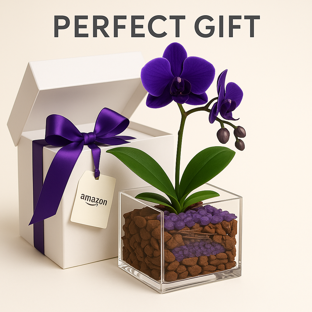 Mystic Vision - Third Eye Chakra Mini Orchid Garden