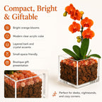 Live Orange Mini Phalaenopsis Orchid Plant in Clear Acrylic Cube Planter with Natural Sunstone Crystal Accents