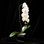 Live White Swan Orchid Plant in Black Acrylic Cube, Natural Raw Howlite Crystal Accent Stones, Modern Luxury Orchid Flowering Plant for Home, Office, Gifts