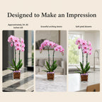 Live Double Stem Phalaenopsis Orchid with Chakra Crystals Tall Indoor Potted Orchid in Clear Planter Long Lasting Bloom Pink with Rose Quartz and Amethyst