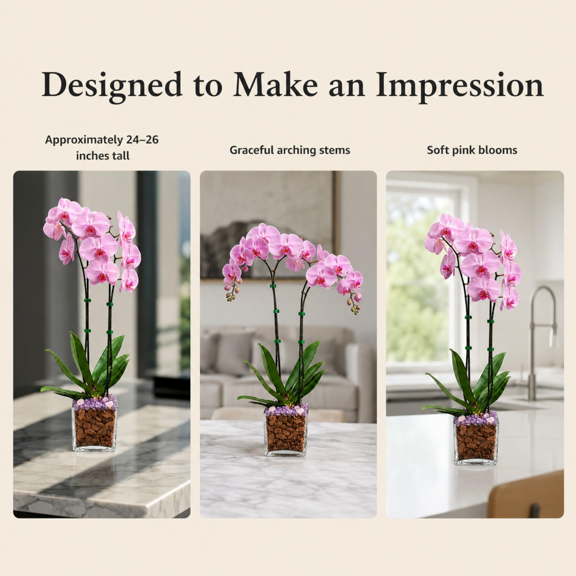 Live Double Stem Phalaenopsis Orchid with Chakra Crystals Tall Indoor Potted Orchid in Clear Planter Long Lasting Bloom Pink with Rose Quartz and Amethyst