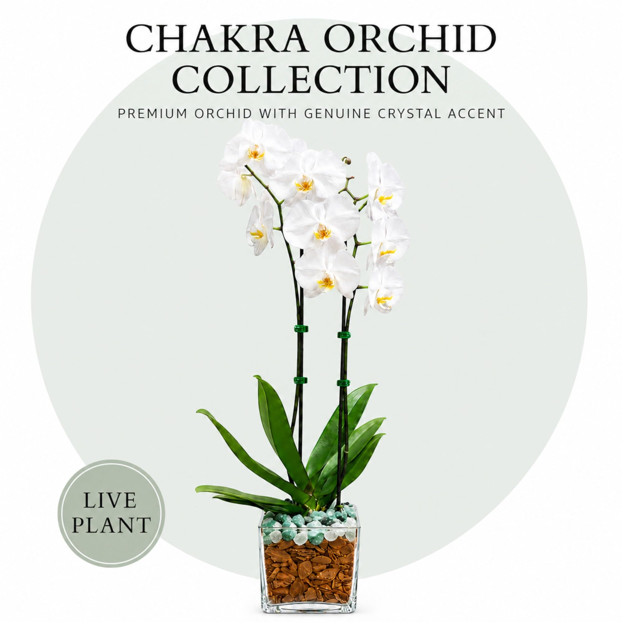 Live Phalaenopsis Orchid Plant – Double Stem 24-26 Inch Tall Flowering Orchid – Indoor Potted Orchid in Clear Planter – Genuine Crystal Accent – White with Green Aventurine and Clear Quartz