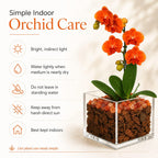 Live Orange Mini Phalaenopsis Orchid Plant in Clear Acrylic Cube Planter with Natural Sunstone Crystal Accents
