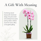 Live Double Stem Phalaenopsis Orchid with Chakra Crystals Tall Indoor Potted Orchid in Clear Planter Long Lasting Bloom Pink with Rose Quartz and Amethyst