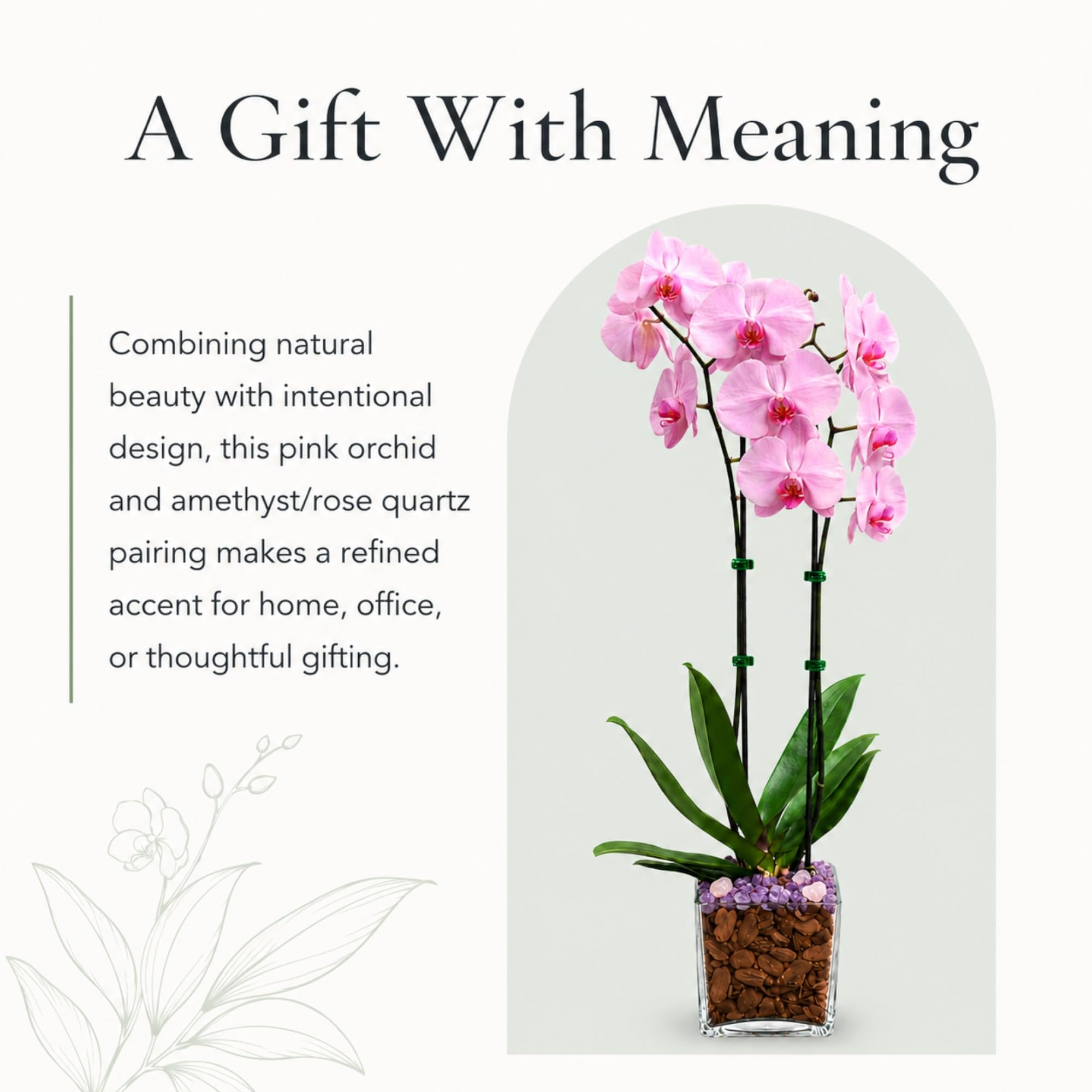 Live Double Stem Phalaenopsis Orchid with Chakra Crystals Tall Indoor Potted Orchid in Clear Planter Long Lasting Bloom Pink with Rose Quartz and Amethyst