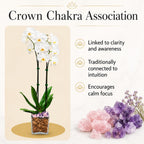 Live Phalaenopsis Orchid Plant – Double Stem 24-26 Inch Tall Flowering Orchid – Indoor Potted Orchid in Clear Planter – Genuine Crystal Accent – White with Amethyst