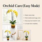 Live Phalaenopsis Orchid Plant – Double Stem 24-26 Inch Tall – Chakra Orchid Collection – Clear Planter with Genuine Crystal Accent (Yellow/Citrine)