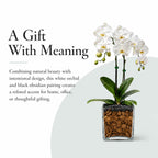 Live Double Stem Phalaenopsis Orchid Plant, 24–26 Inches Tall, White Blooms with Black Obsidian Crystal Accent, Clear Planter, Chakra Orchid Collection