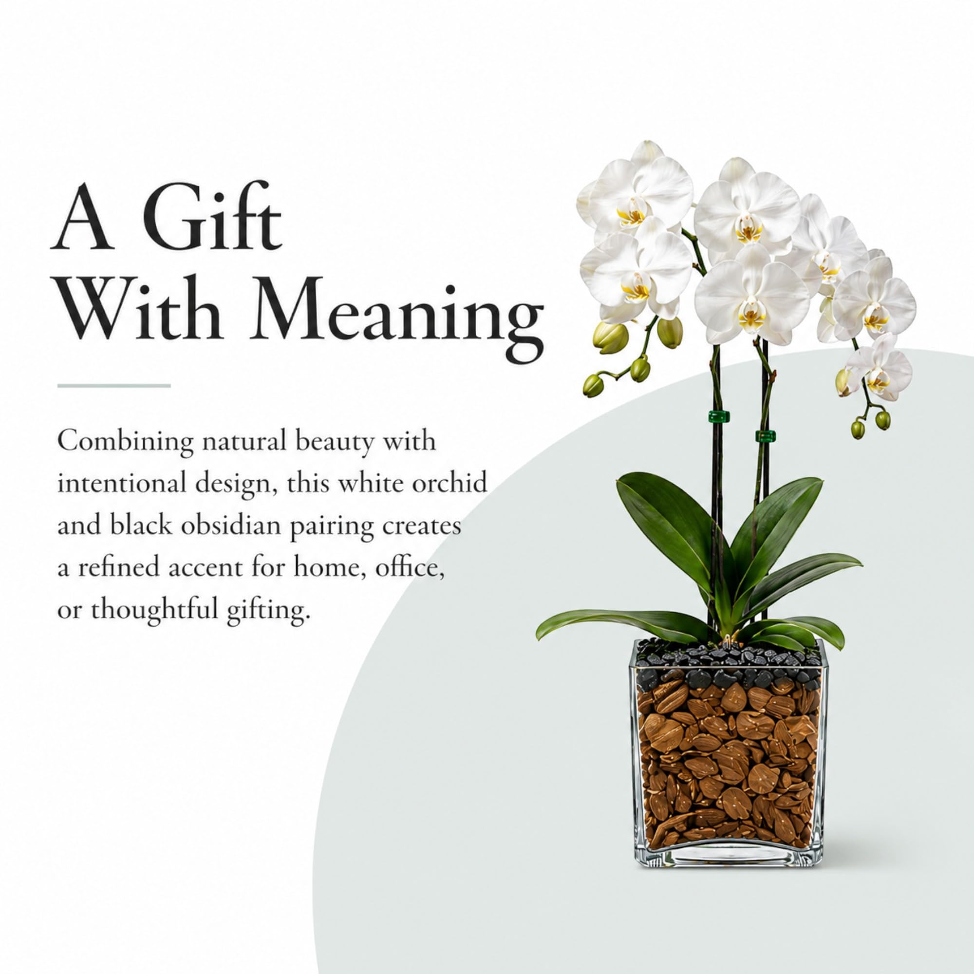 Live Double Stem Phalaenopsis Orchid Plant, 24–26 Inches Tall, White Blooms with Black Obsidian Crystal Accent, Clear Planter, Chakra Orchid Collection
