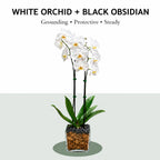 Live Double Stem Phalaenopsis Orchid Plant, 24–26 Inches Tall, White Blooms with Black Obsidian Crystal Accent, Clear Planter, Chakra Orchid Collection