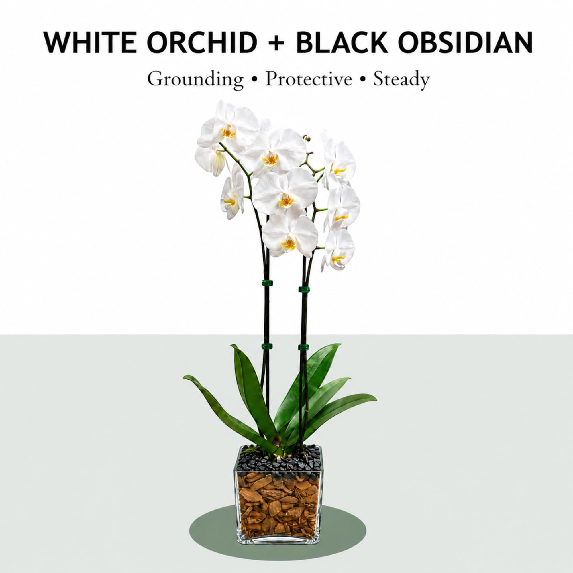 Live Double Stem Phalaenopsis Orchid Plant, 24–26 Inches Tall, White Blooms with Black Obsidian Crystal Accent, Clear Planter, Chakra Orchid Collection