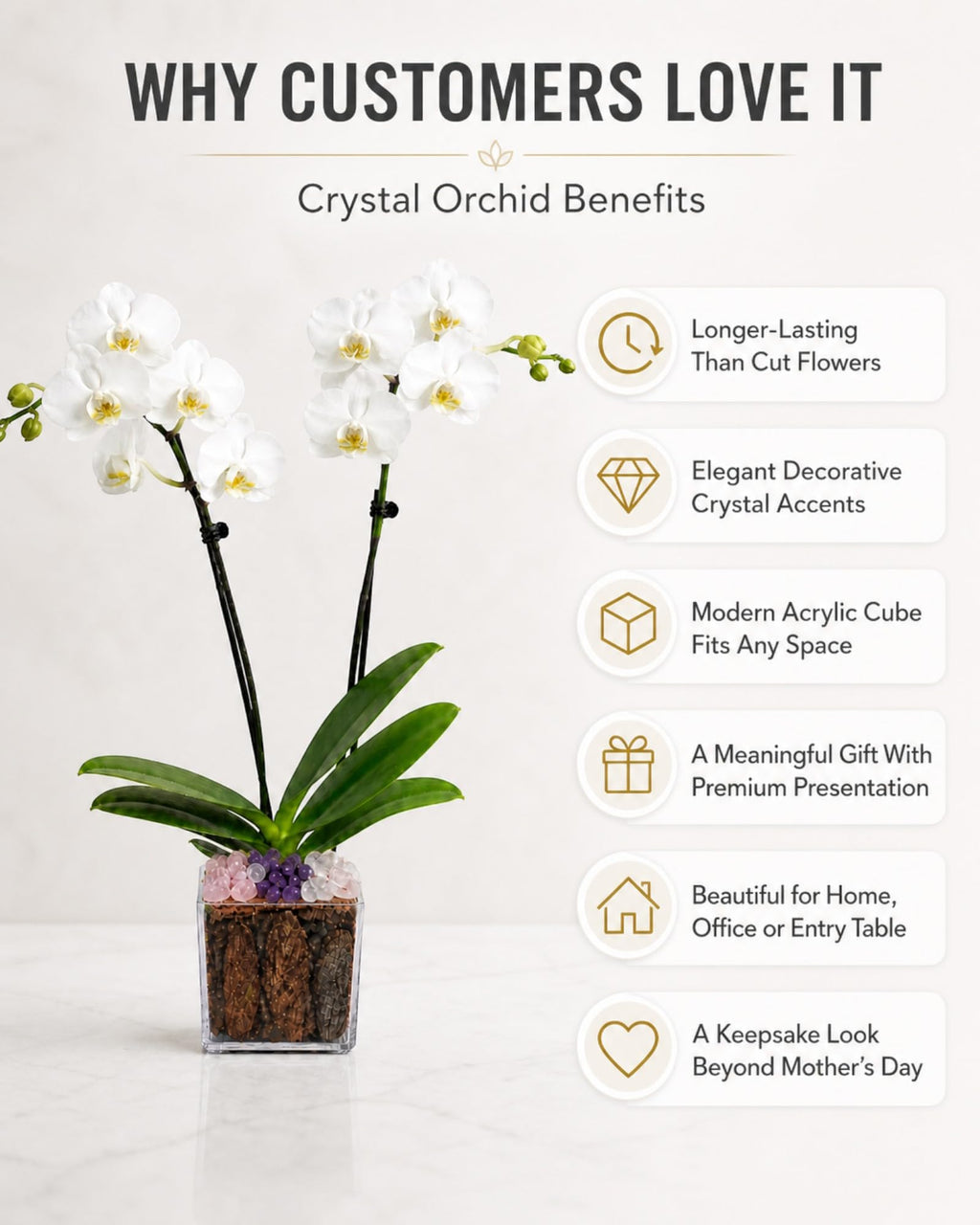Not a Grocery Store Orchid Live Phalaenopsis Arrangement, Mother’s Day Gift with Rose Quartz, Clear Quartz & Amethyst, White or Pink Blooms, Double or Triple Stem