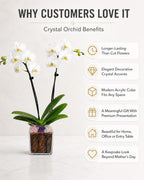 Not a Grocery Store Orchid Live Phalaenopsis Arrangement, Mother’s Day Gift with Rose Quartz, Clear Quartz & Amethyst, White or Pink Blooms, Double or Triple Stem