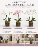 Not a Grocery Store Orchid Live Phalaenopsis Arrangement, Mother’s Day Gift with Rose Quartz, Clear Quartz & Amethyst, White or Pink Blooms, Double or Triple Stem